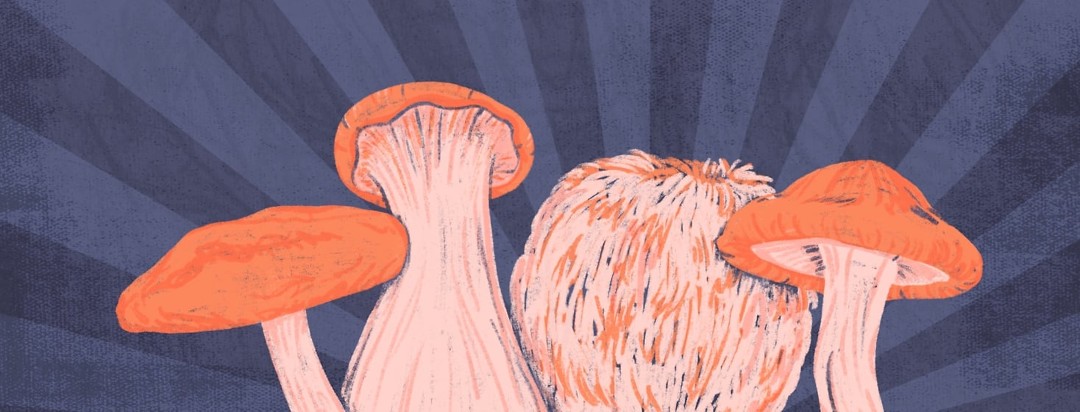 An illustration of the four mushrooms described in the article.