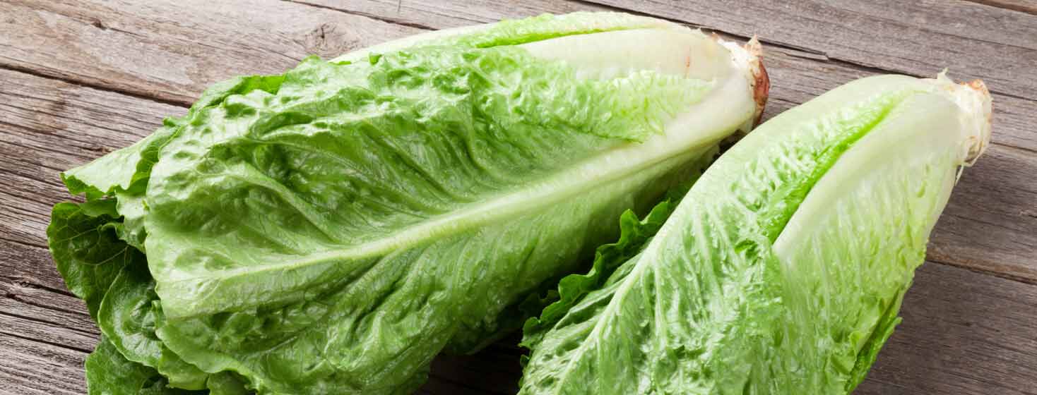 Two stalks of romaine lettuce on a table