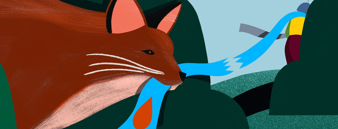 A Fox hides and holds half a ripped scarf in its mouth as woman wearing the other half walks away